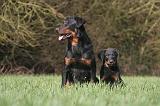 BEAUCERON - ADULTS and PUPPIES 066